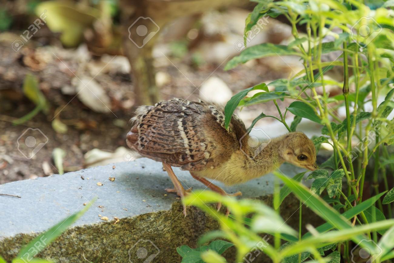 Baby Female Peacock Peafowl Pavo Cristatus Chick Forages For Food Stock Photo Picture And Royalty Free Image Image