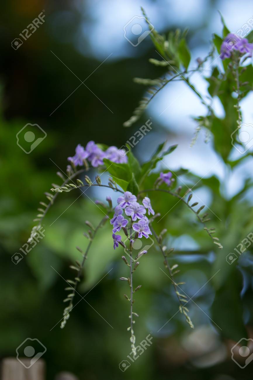Geisha Chica Duranta Erecta Flor Purpura En Un Arbol En Verano Fotos Retratos Imagenes Y Fotografia De Archivo Libres De Derecho Image
