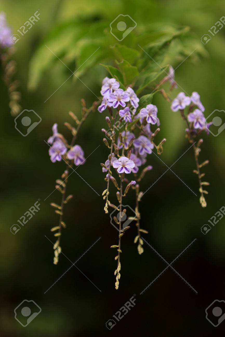 芸妓 ドゥランタ エレクター 夏の木に紫の花 の写真素材 画像素材 Image