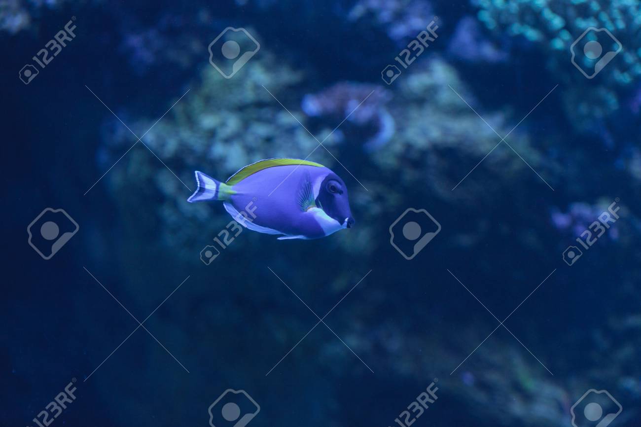 パウダーブルータン Acanthurus Leucosternon は インド洋の熱帯海域 クロハギです の写真素材 画像素材 Image