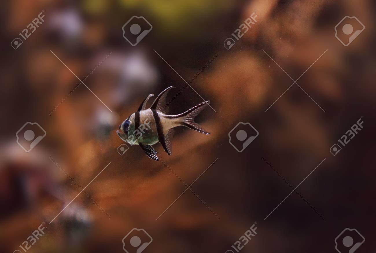 Banggai Cardinalfish Pterapogon Kauderni は インドネシアの Banggai 諸島のマングローブは 黒と白の 熱帯魚です の写真素材 画像素材 Image