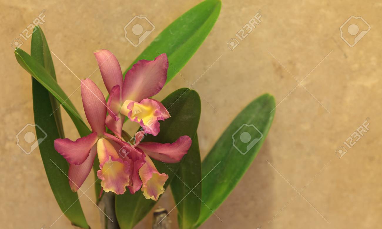 ハワイの夏のピンクのカトレア蘭の花が咲く の写真素材 画像素材 Image ハワイの夏のピンクのカトレア蘭の花が咲く の写真素材 画像素材 Image