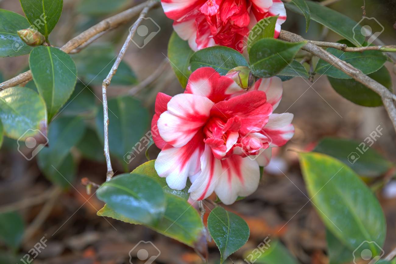 Tricolore Marquis De Montcalm Camellia Japonica Fleur Rouge Et Blanche Fleurit Le 14 Février Saint Valentin à Los Angeles Californie états Unis