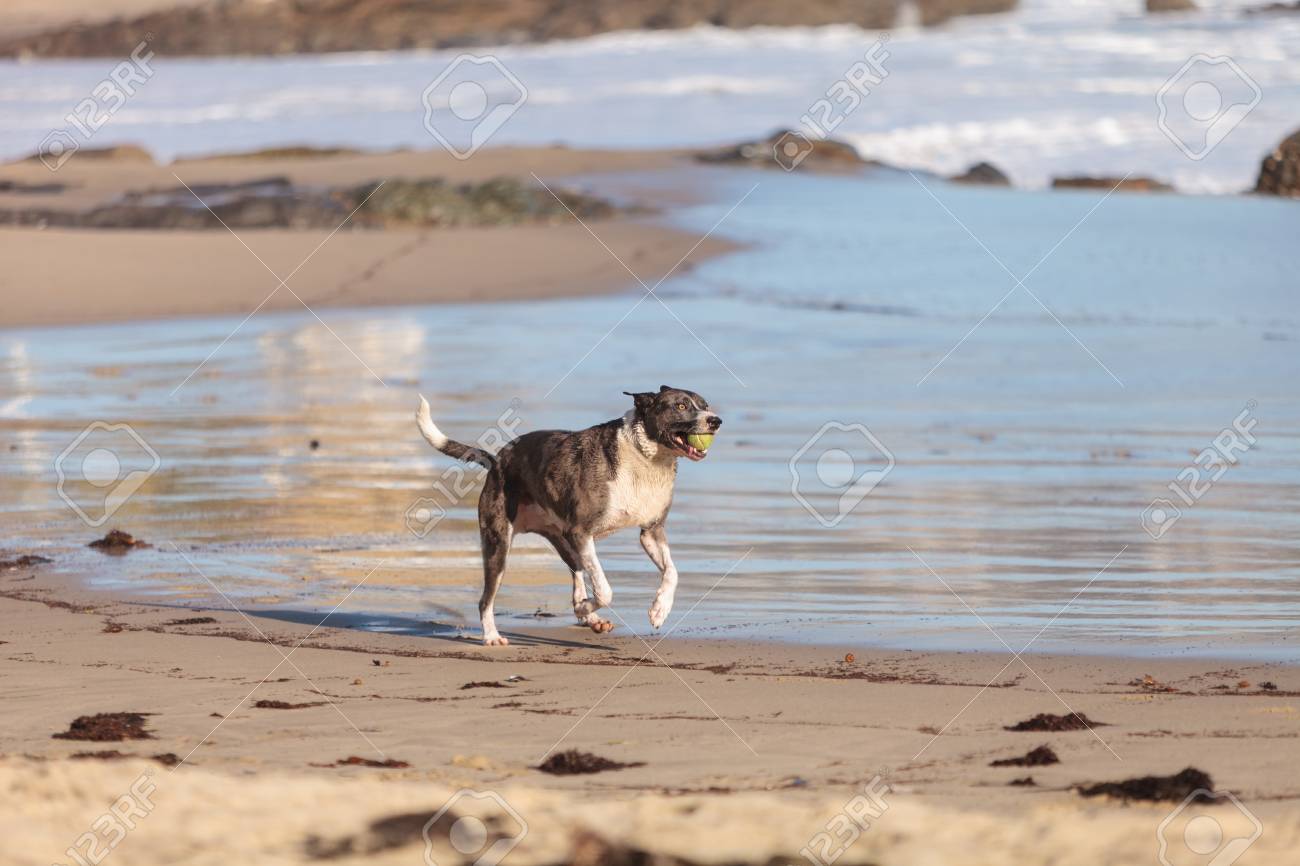 American Staffordshire Terrier Hund Lauft Und Spielt An Einem Strand In New England Cape Cod Massachusetts Lizenzfreie Fotos Bilder Und Stock Fotografie Image