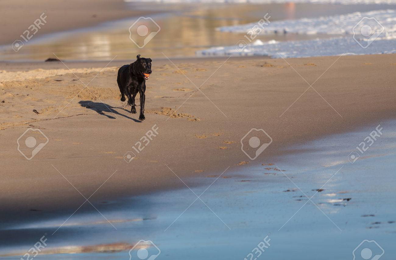 Black Labrador Retriever Hund Lauft Und Spielt An Einem Strand In New England Cape Cod Massachusetts Lizenzfreie Fotos Bilder Und Stock Fotografie Image