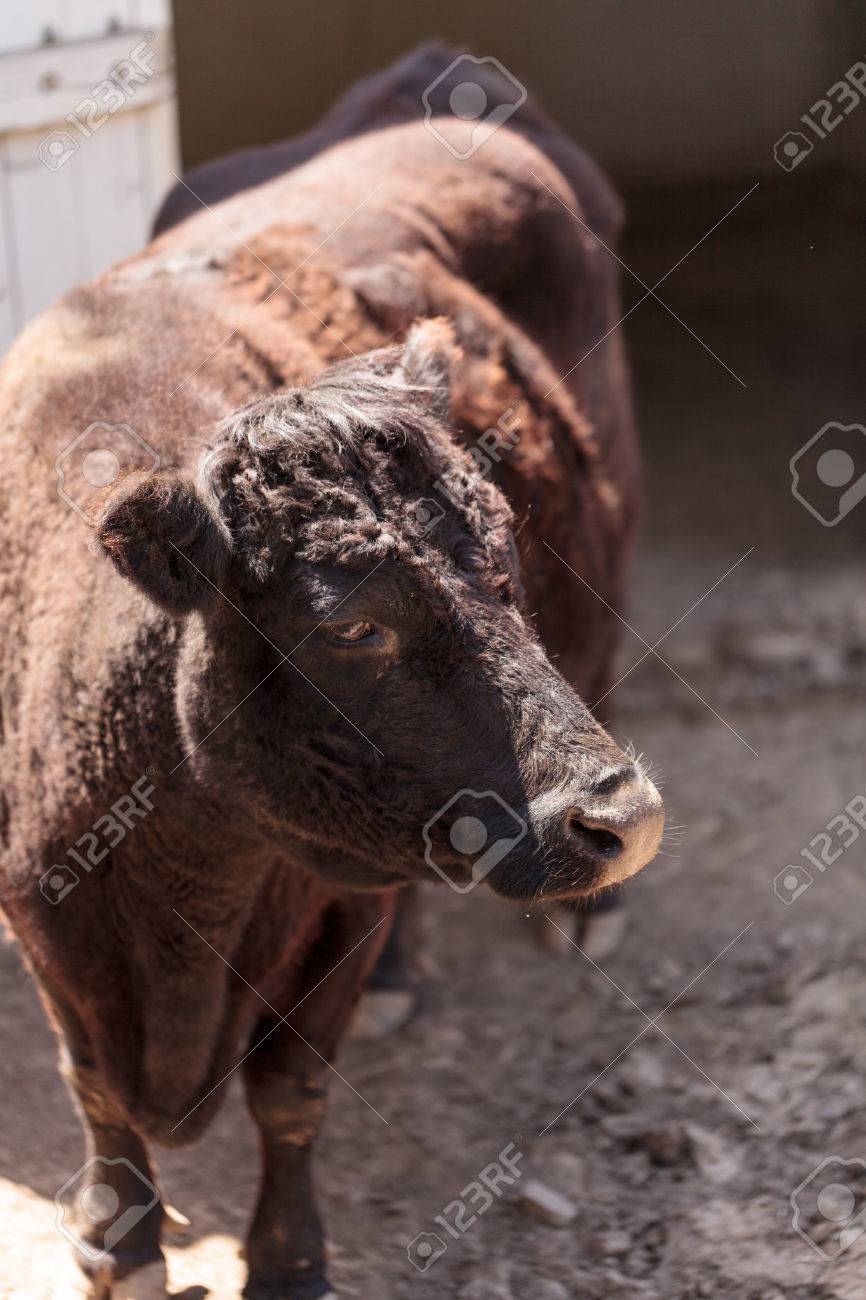 アイルランドで発見 デクスター牛 Bos Taurus は珍しい品種で ミニチュアの牛であります の写真素材 画像素材 Image