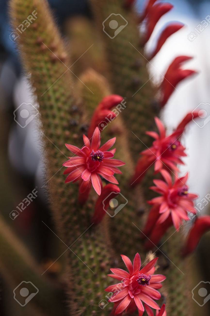 南カリフォルニアの植物園でハイブリッド赤 Echinopsis 当てつけサボテン花が咲く の写真素材 画像素材 Image