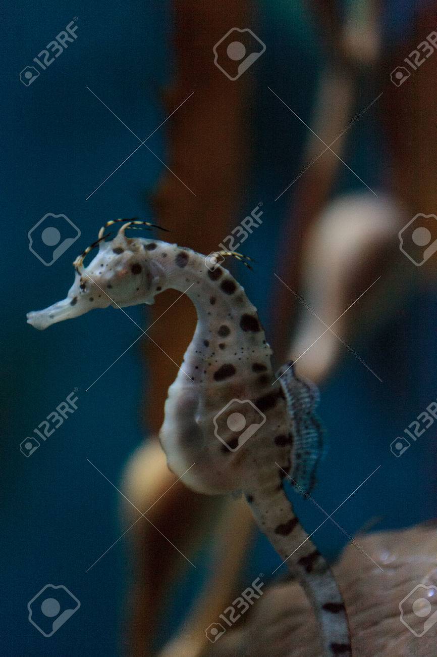 ポットベリー シーホース海馬腹はオーストラリアおよびニュージーランドにあります の写真素材 画像素材 Image