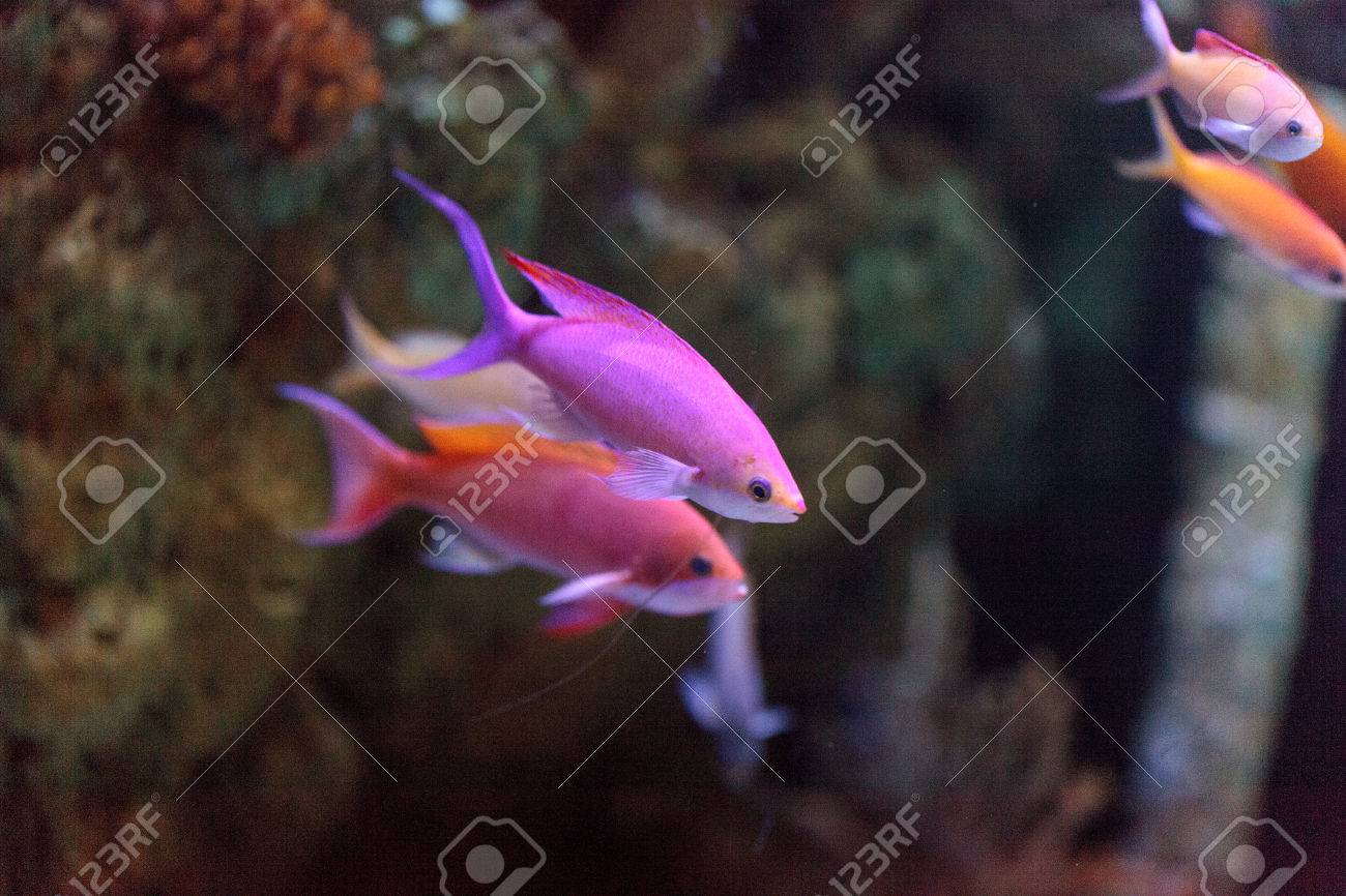 ピンクの二色 Anthias 魚 Pseudanthias 二色泳ぐ海のサンゴ礁 の写真素材 画像素材 Image