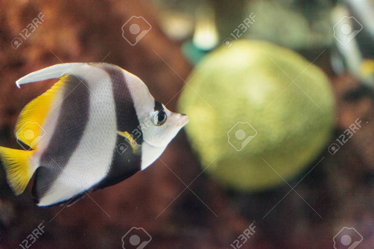 Pennant Butterflyfish Heniochus Acuminatus Has Black And White
