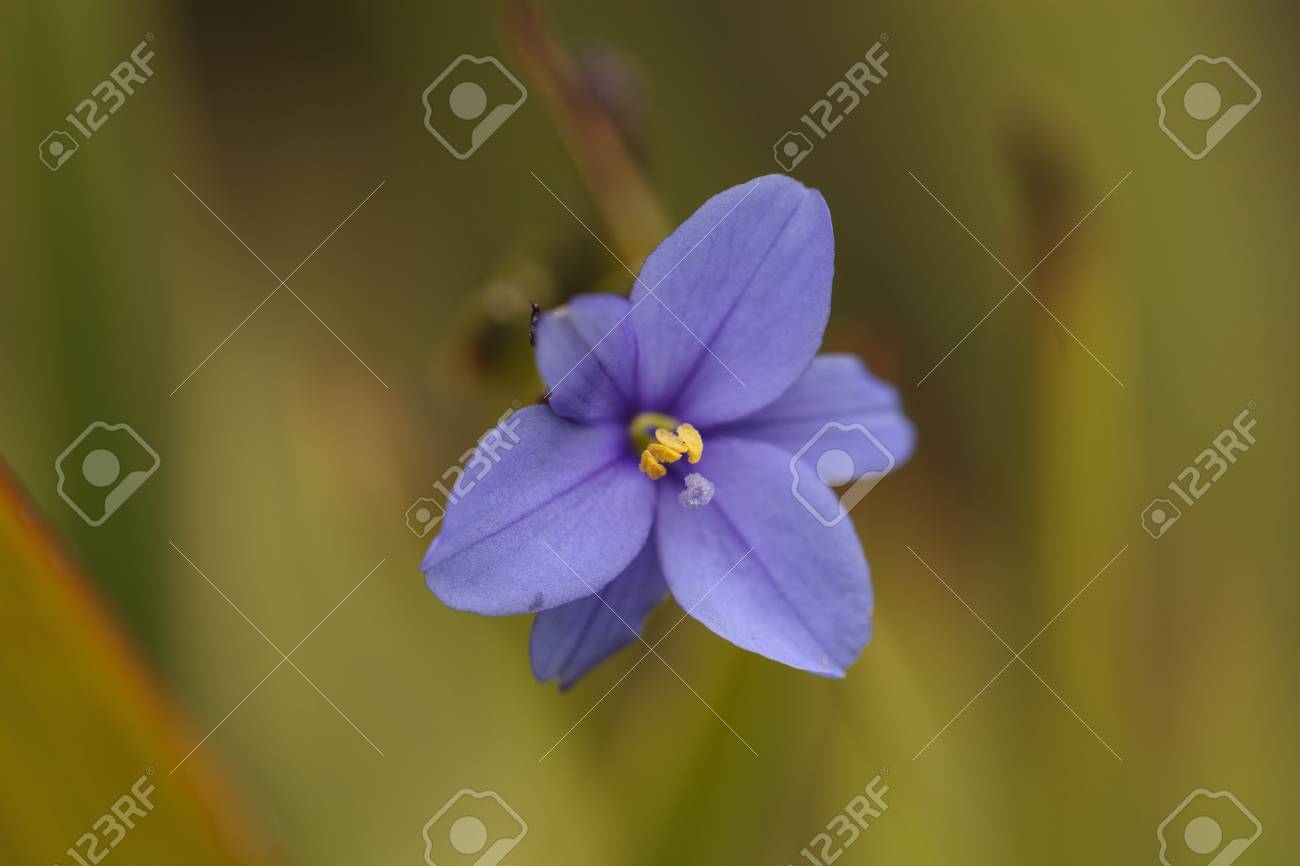 春には南カリフォルニアで牧草地で小さな青い紫色の野生の花の花 の写真素材 画像素材 Image