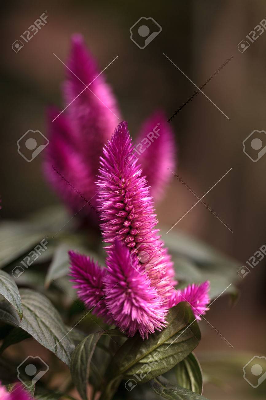 パープル ピンクの花ケイトウ 鶏頭や Woolflowers とも呼ばれるは 夏の庭多年草としてアフリカ メキシコ そして中国に咲きます の写真素材 画像素材 Image