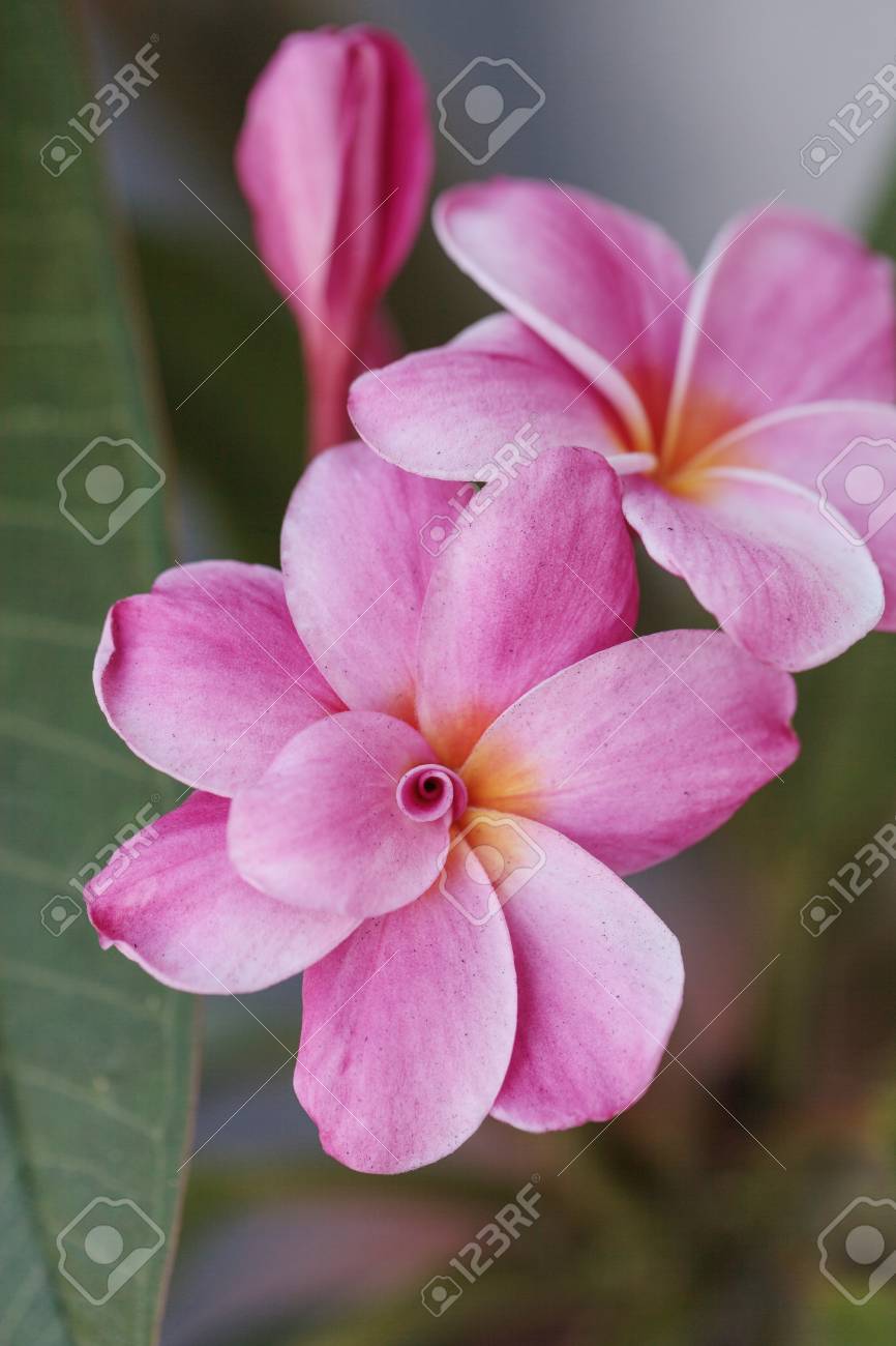 ピンク ハワイアン プルメリア ハイブリッド プルメリアは ハワイで夏に咲く の写真素材 画像素材 Image