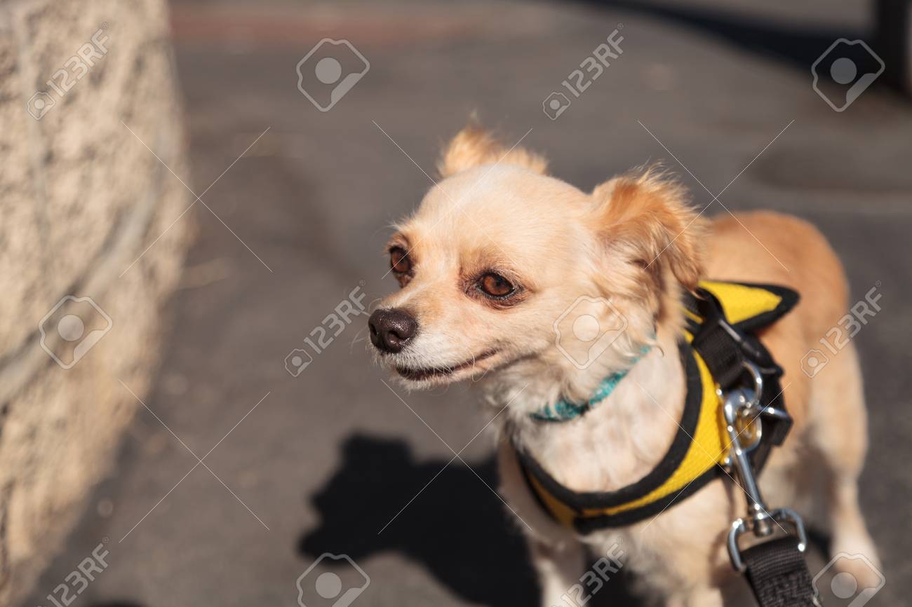 chihuahua puppy harness