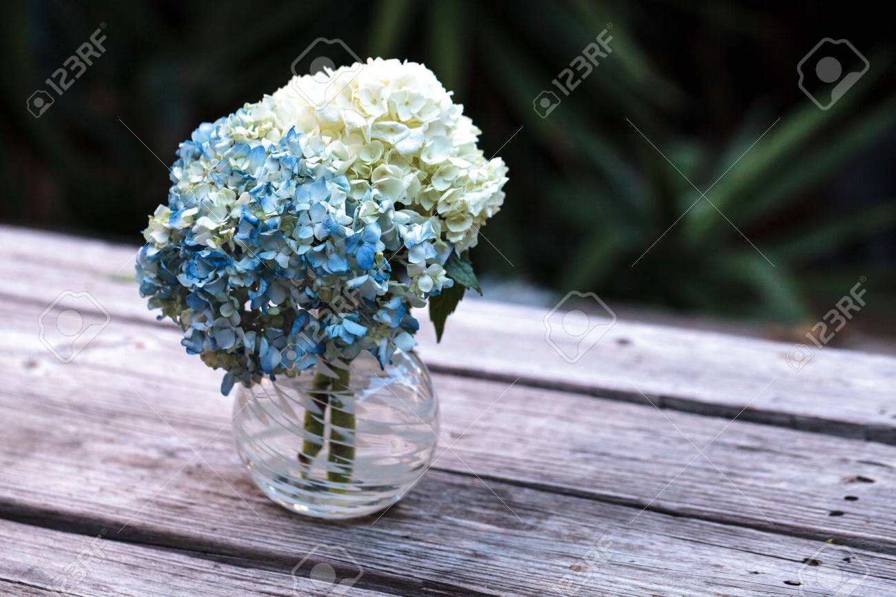 素朴な木製ファーム テーブルの上のガラスの花瓶でアジサイの花を白と青 の写真素材 画像素材 Image