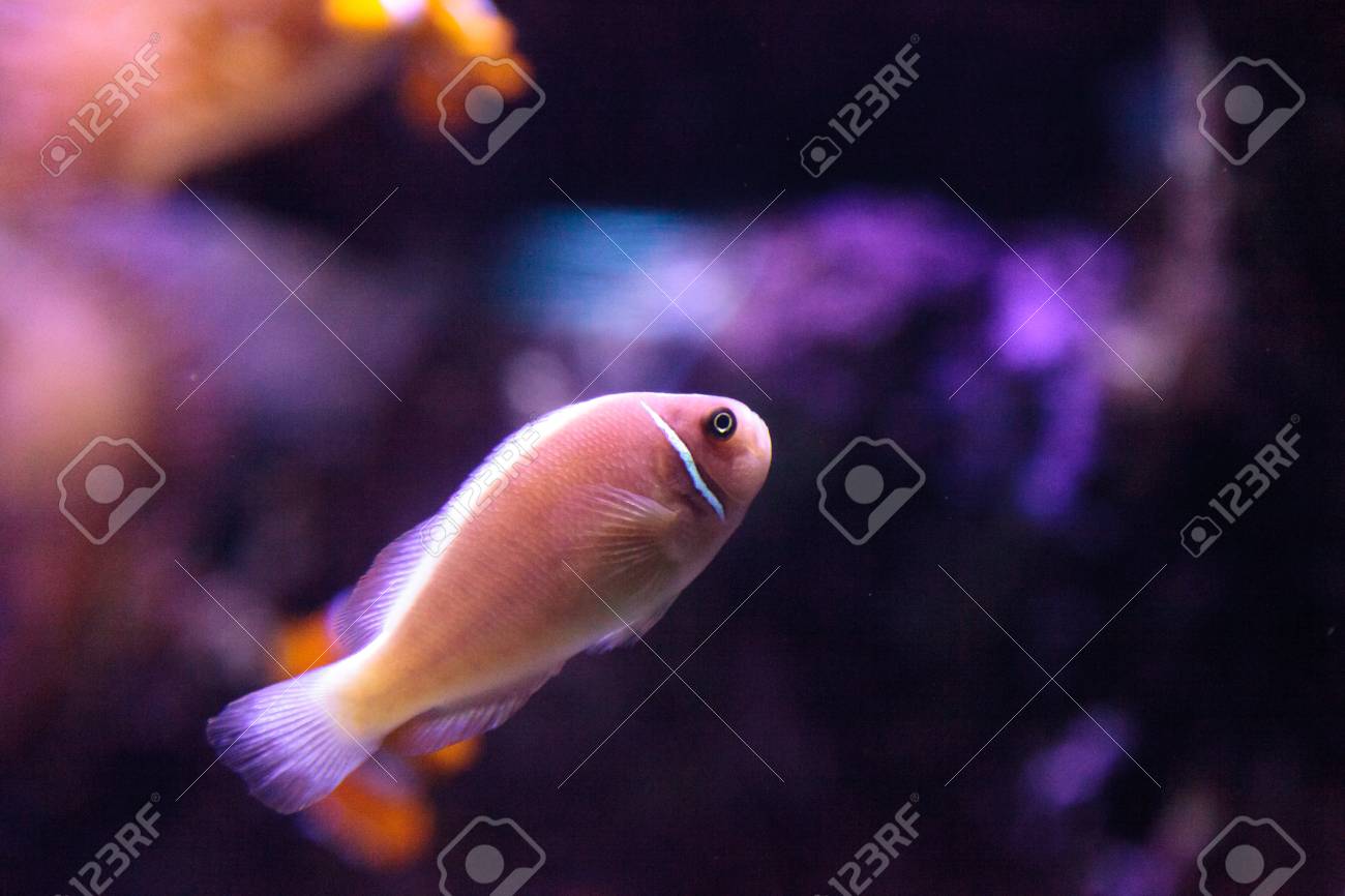 pink skunk clownfish called
