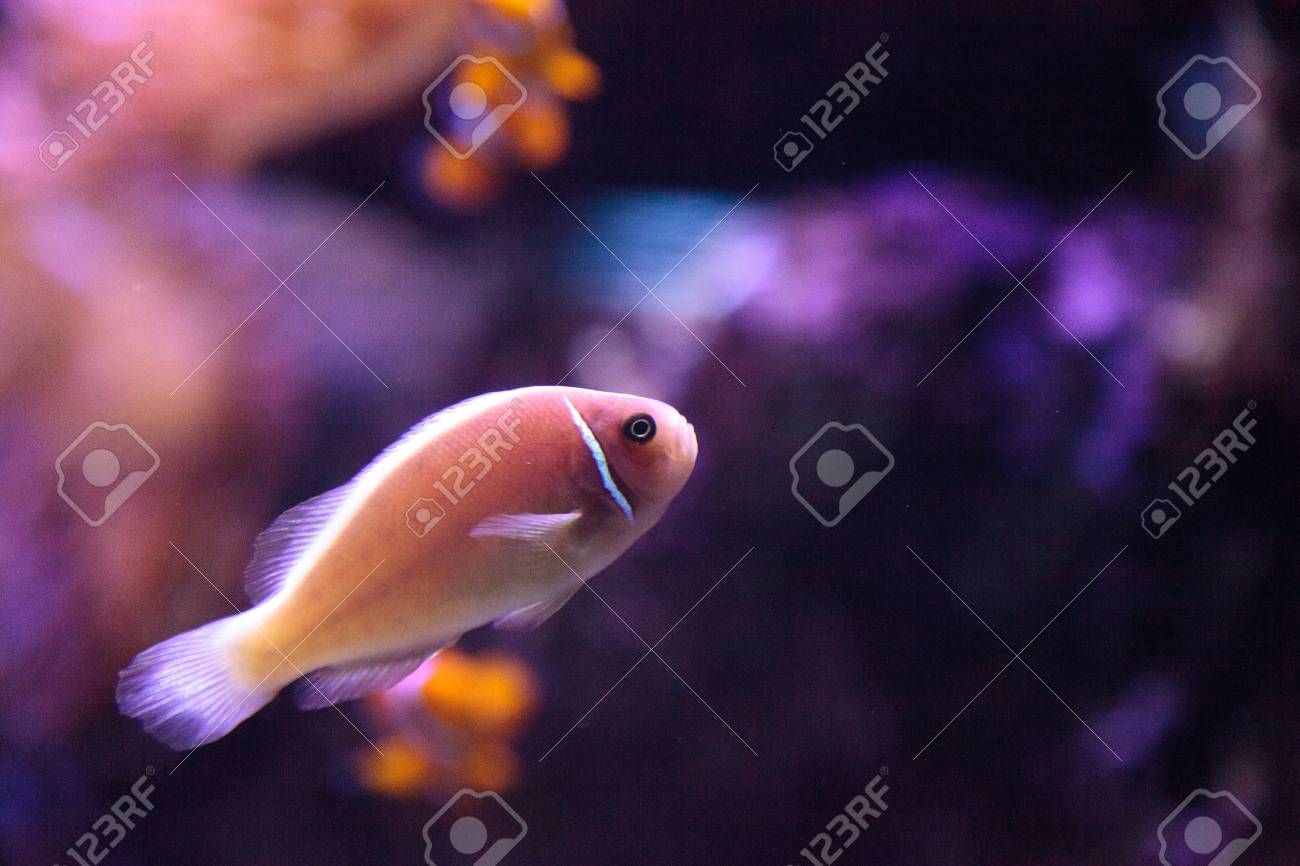pink skunk clownfish called