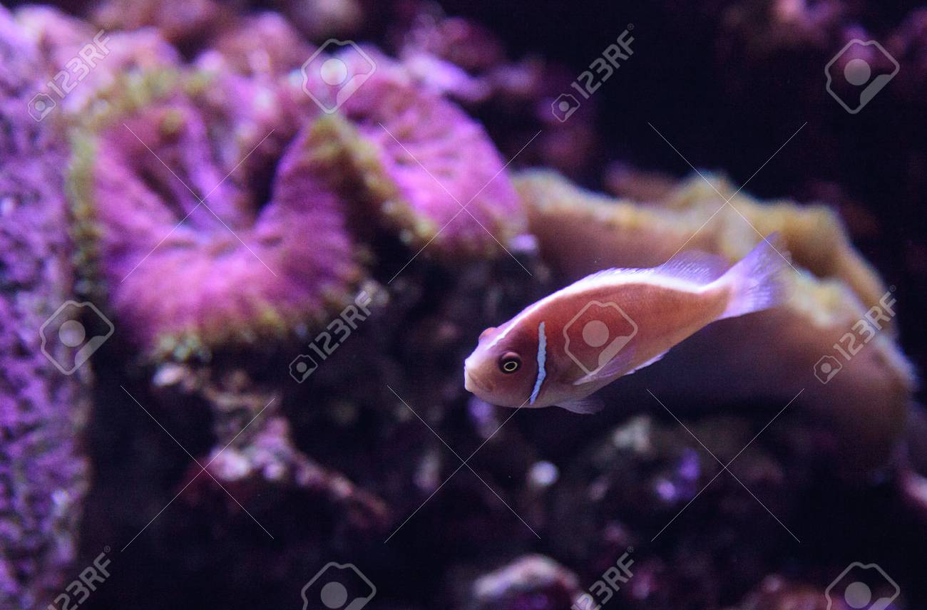 pink skunk clownfish called