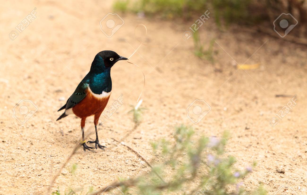 Lamprotornis 超大型バスと呼ばれるツキノワテリムクは黄金の茶色の胸 明るい青い頭 黒い顔 緑尾の羽を持つ鳥 の写真素材 画像素材 Image 74869156