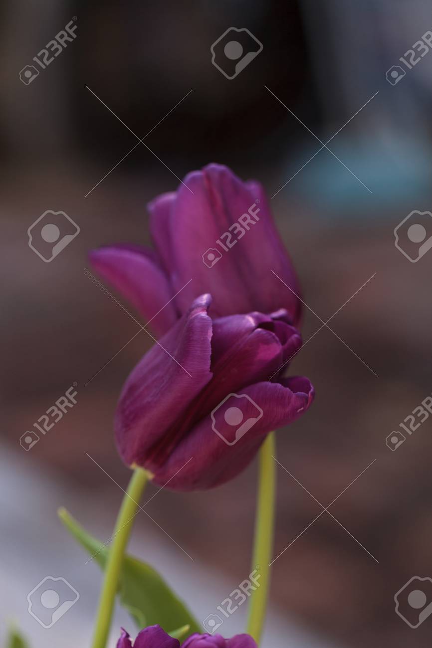 dark purple tulips in a botanical flower garden in spring stock