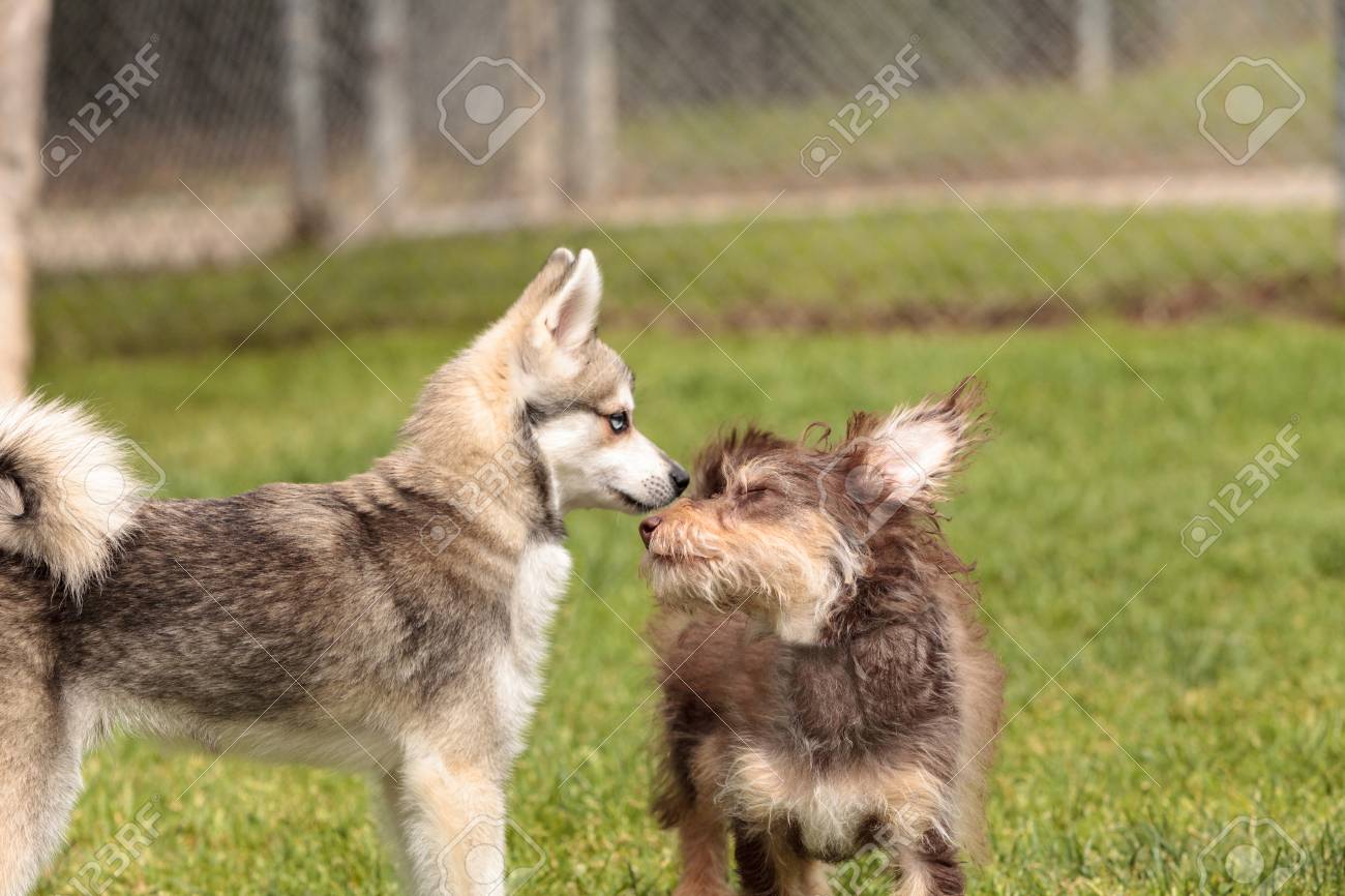 siberian husky dog mix
