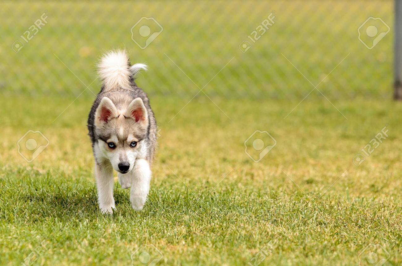 siberian husky dog mix