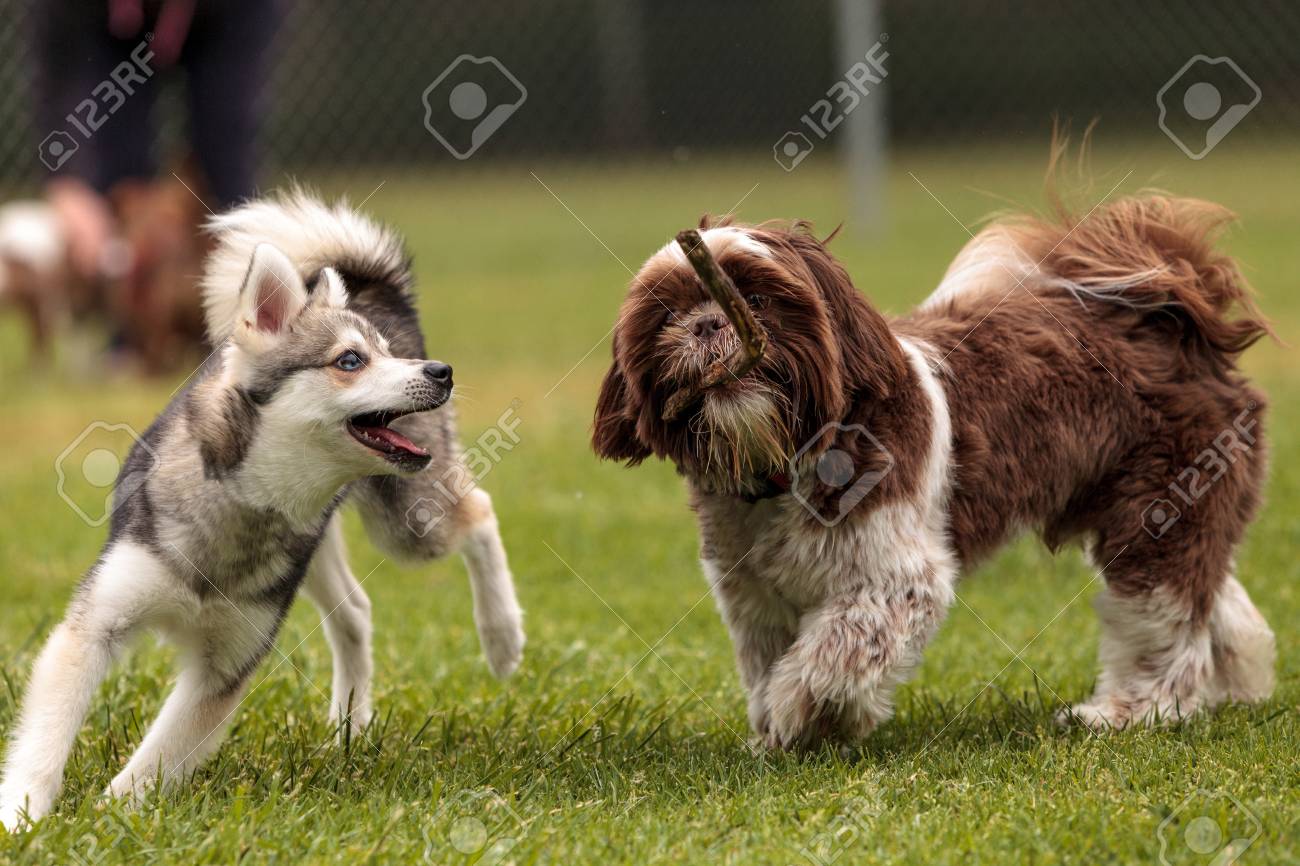 glucose control dog food