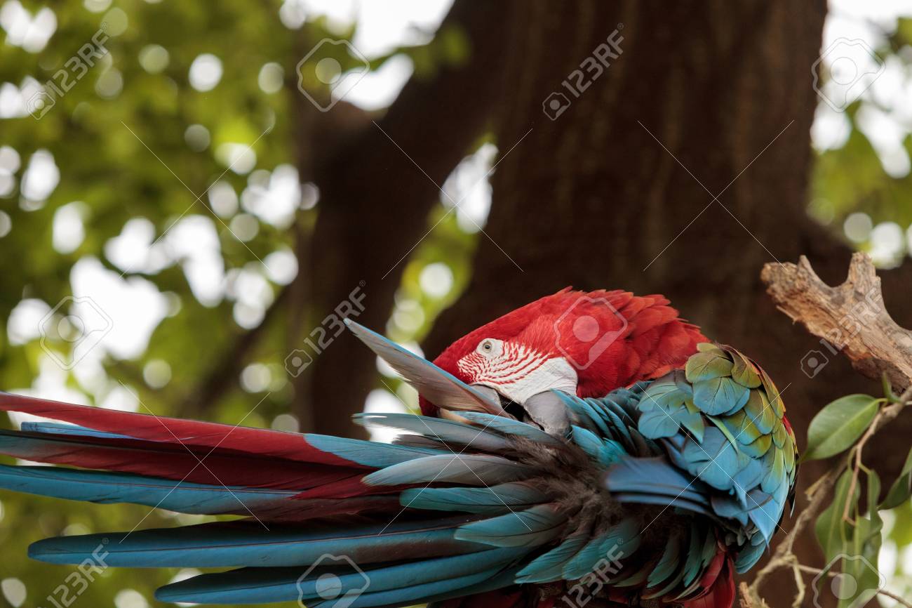 緑翼コンゴウインコ Ara Chloropterus は南米のカラフルな鳥 の写真素材 画像素材 Image