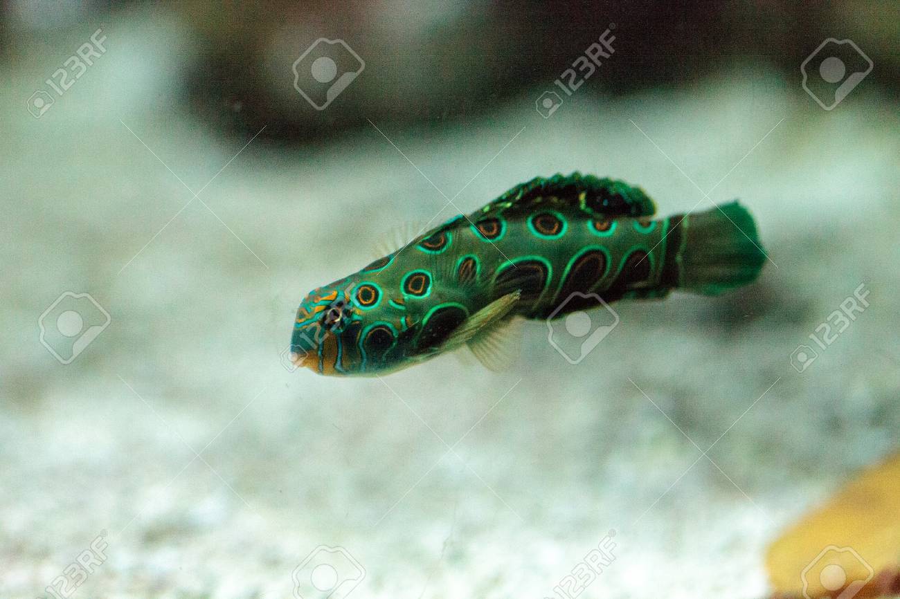picturesque dragonet fish synchiropus