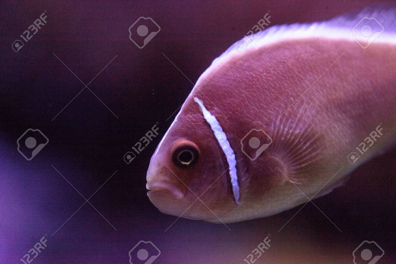 pink skunk clownfish called