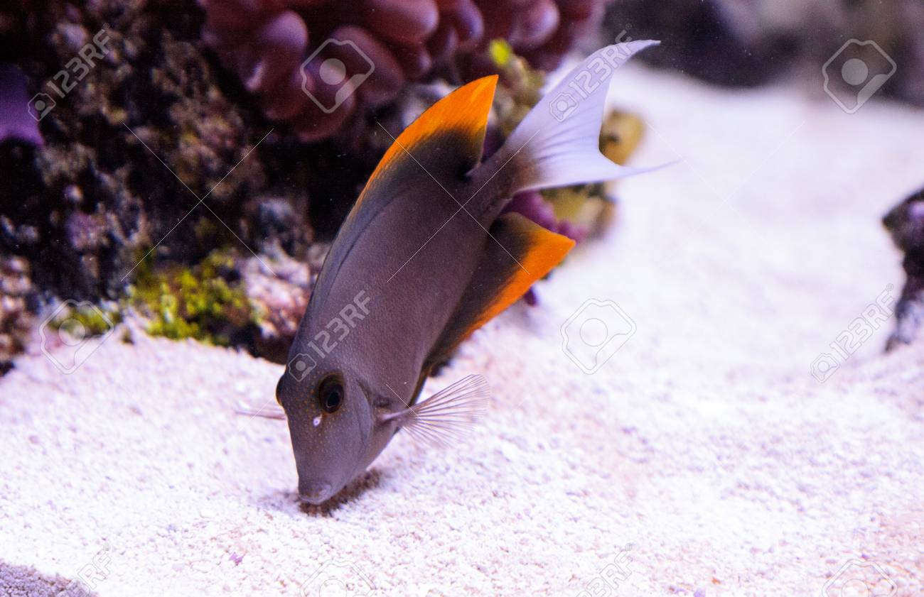 tomini tang fish ctenochaetus tominiensis on a coral reef stock