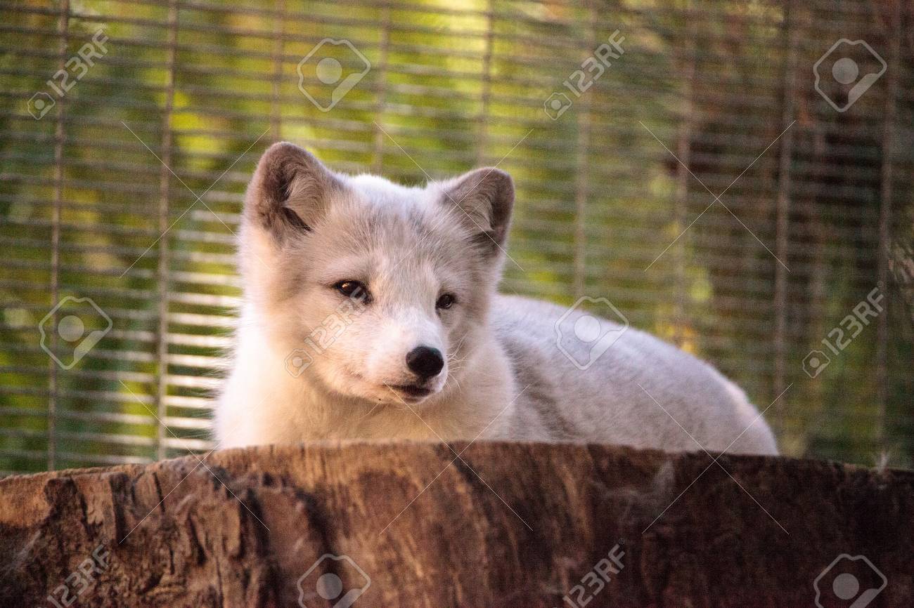 ホッキョクギツネ ホンドギツネ道央は冬に暖かい季節には 白い毛皮で茶色の毛皮を持ってください の写真素材 画像素材 Image