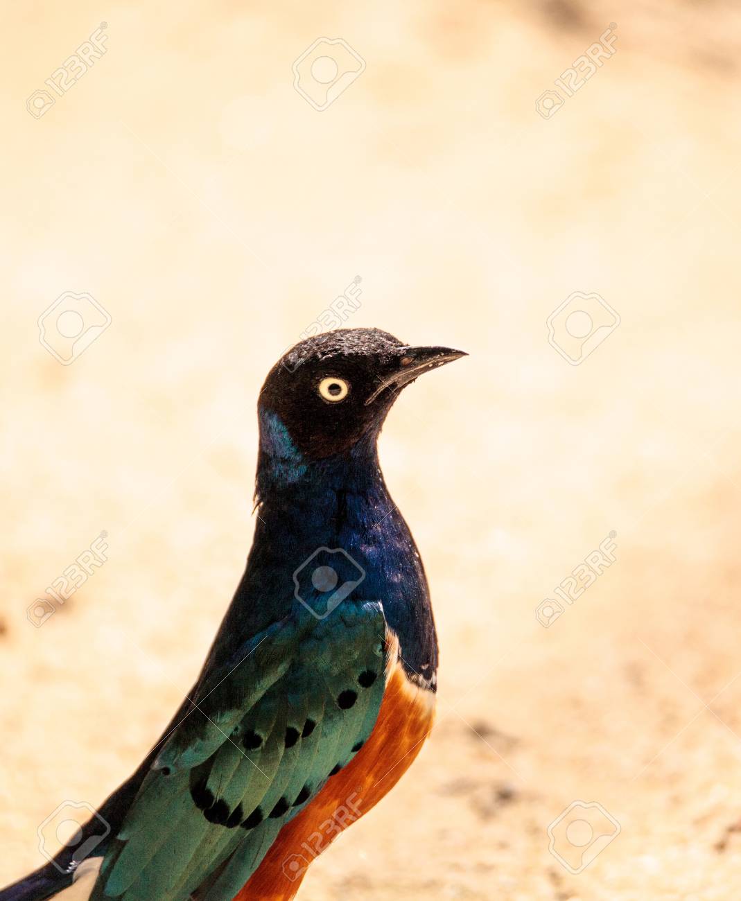 Superbe étourneau Appelé Lamprotornis Superbus Est Un Oiseau Qui A Un Coffre Brun Doré Une Tête Bleu Vif Un Visage Noir Et Des Plumes De Queue