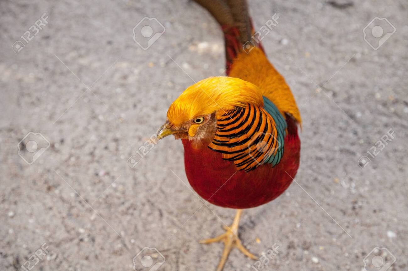 中国のキジまたはchrysolophuspictusとも呼ばれるオスのキンケイは