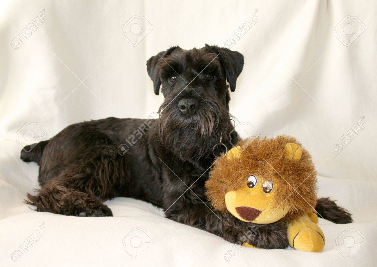 schnauzer soft toy