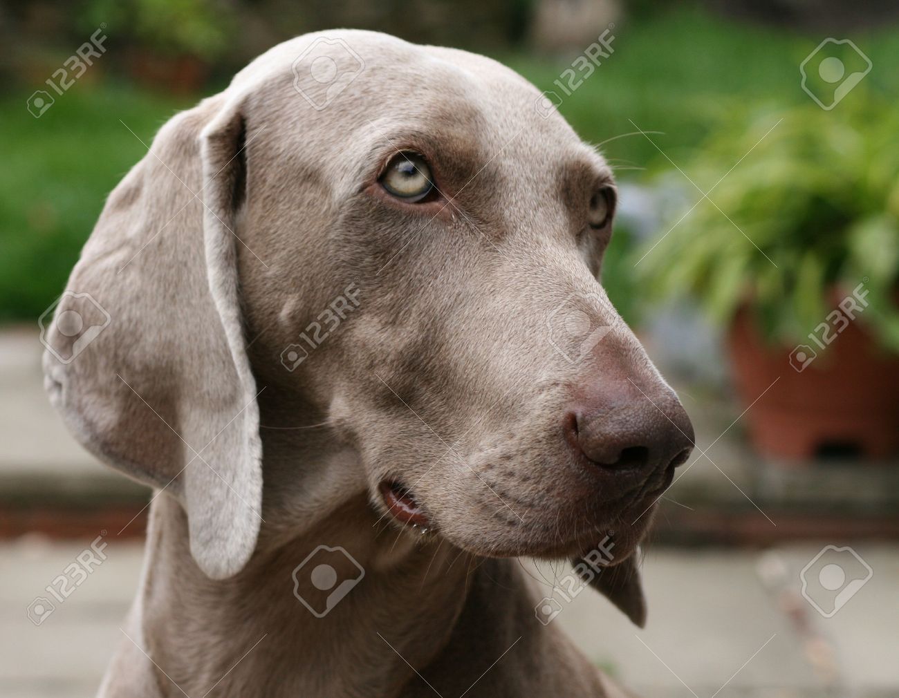 large weimaraner