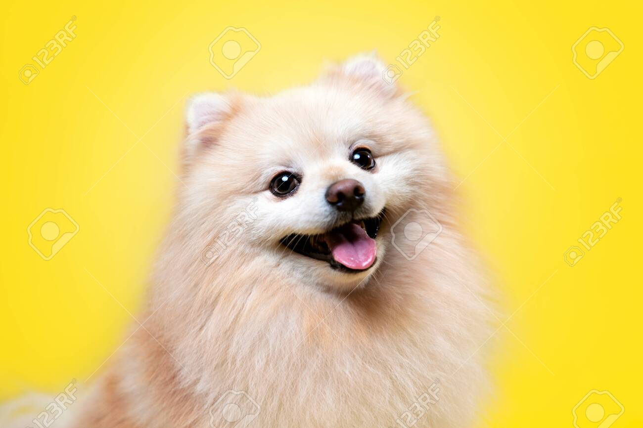 pomeranian muzzle