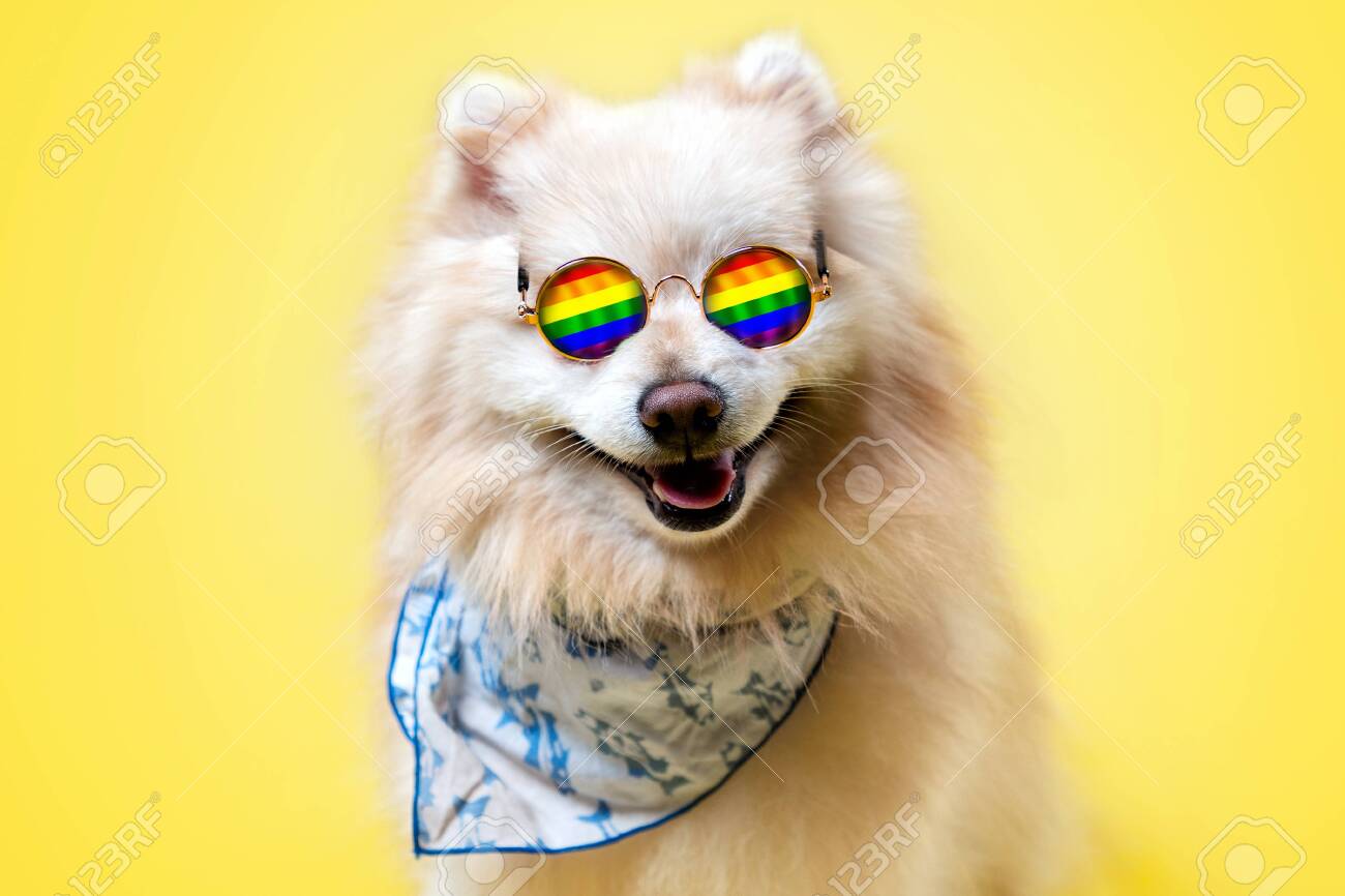 rainbow pomeranian