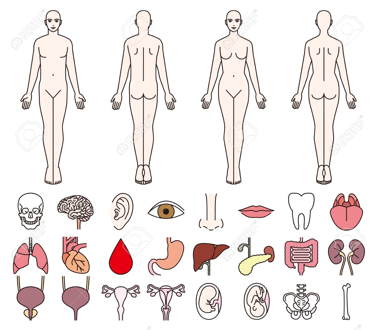 人間の身体と男性と女性の臓器 のイラスト素材 ベクタ Image 人間の身体と男性と女性の臓器 のイラスト素材 ベクタ Image