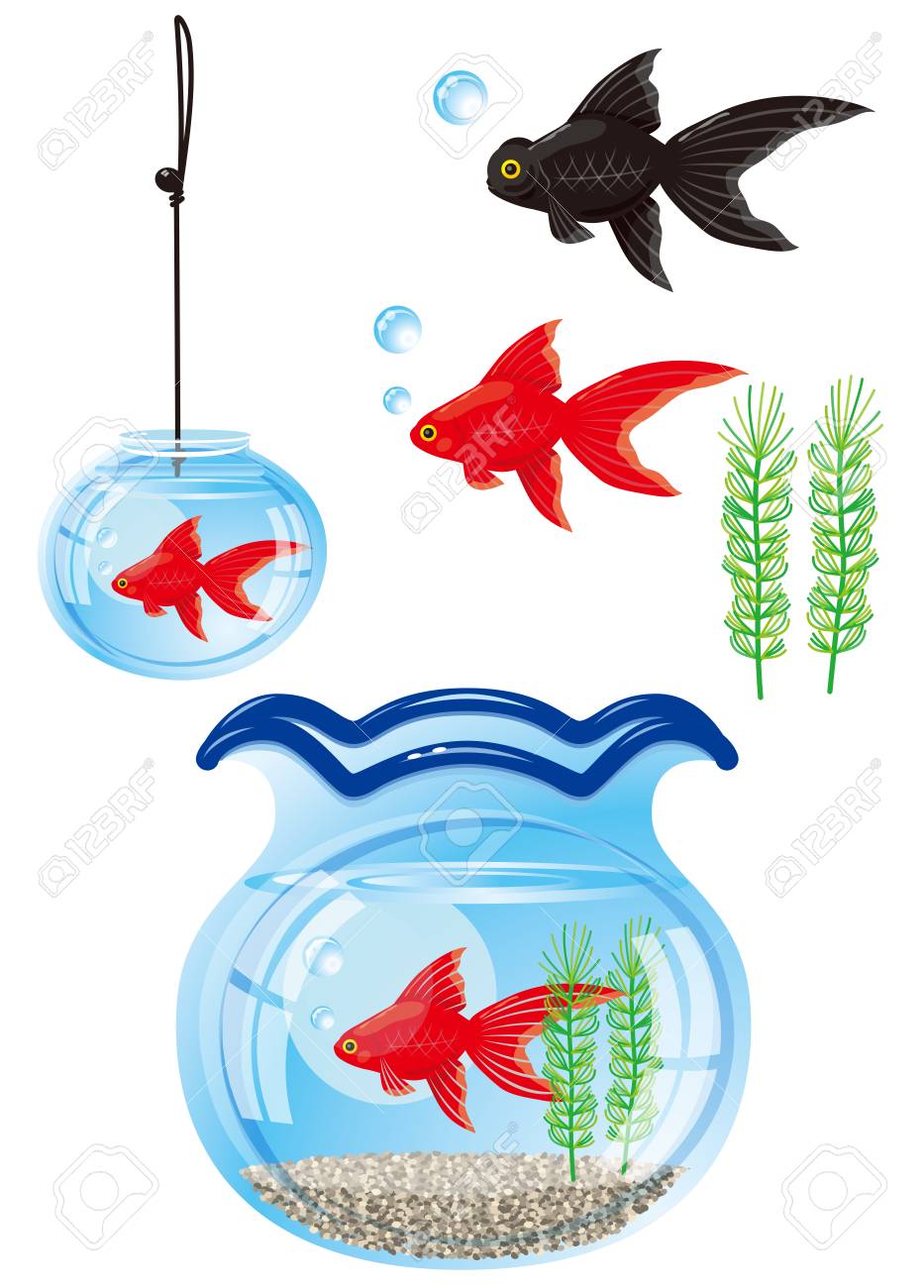 和風の金魚と金魚鉢 の写真素材 画像素材 Image 和風の金魚と金魚鉢 の写真素材 画像素材 Image
