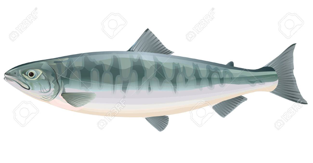 サーモン 魚 のイラスト素材 ベクタ Image サーモン 魚 のイラスト素材 ベクタ Image
