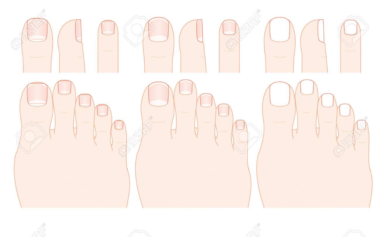 足の指と爪 のイラスト素材 ベクタ Image