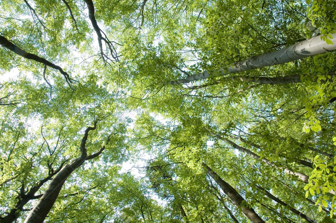 treetops treetops