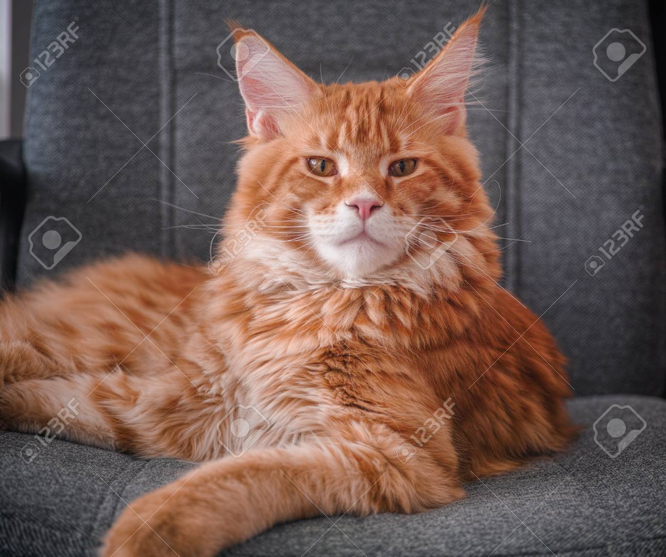 Red Maine Coon Cat Sitting On A Chair And Looking At Camera. Red Spotted  Tabby. Фотография, картинки, изображения и сток-фотография без роялти.  Image 95403180