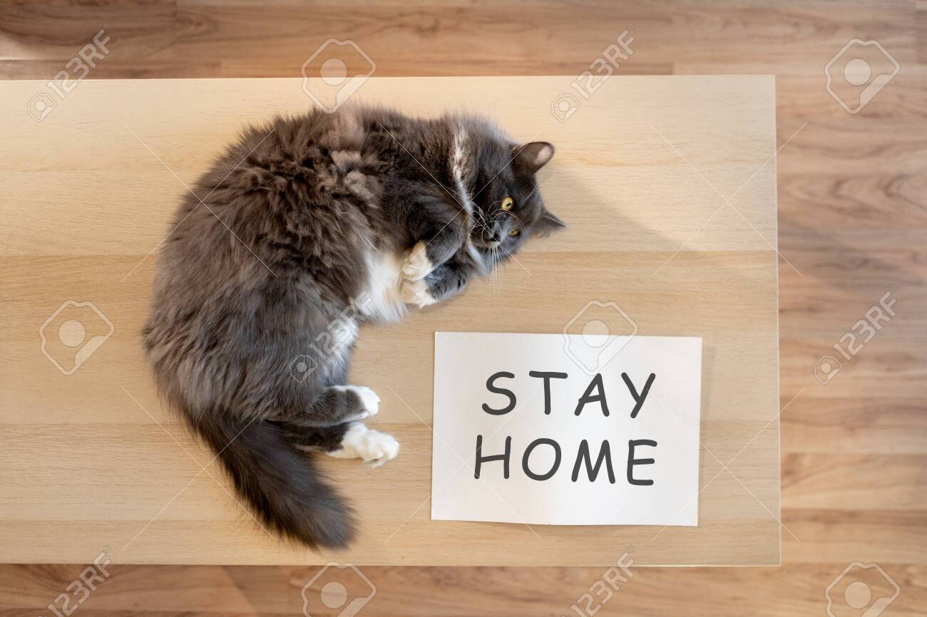 cat nameplate