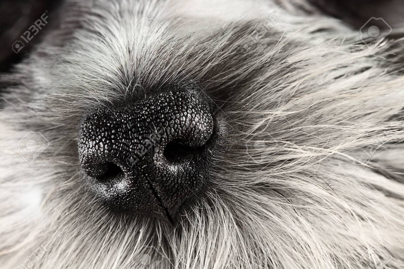 schnauzer nose