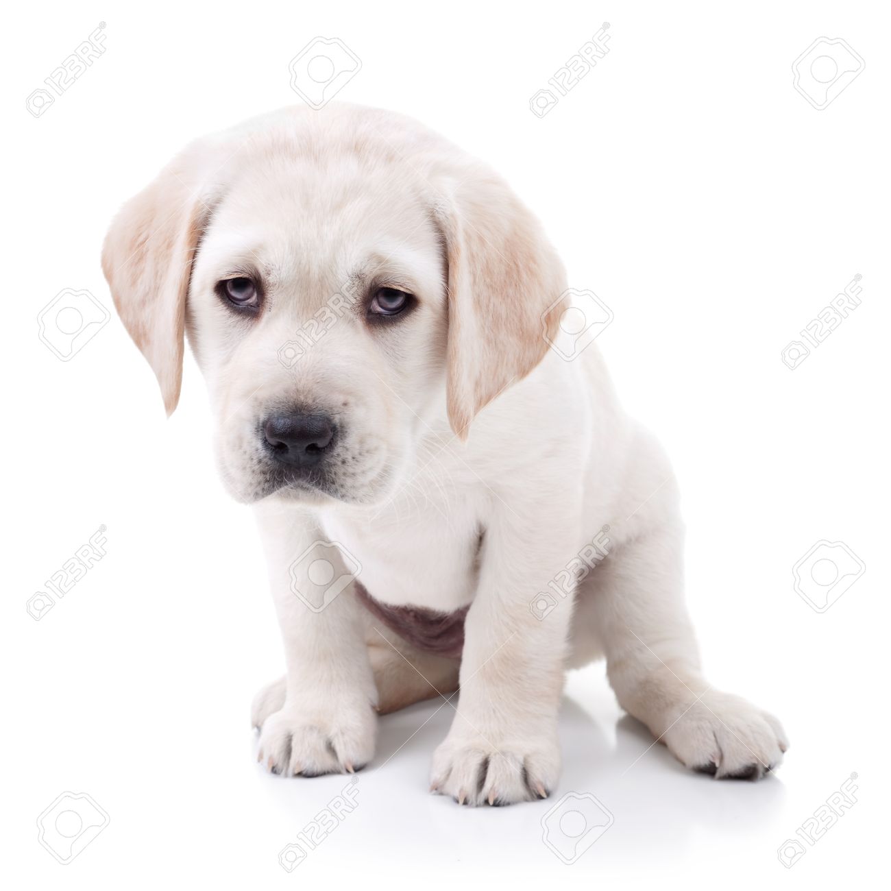 Tired Labrador Puppy Dog Isolated On White Stock Photo Picture And Royalty Free Image Image