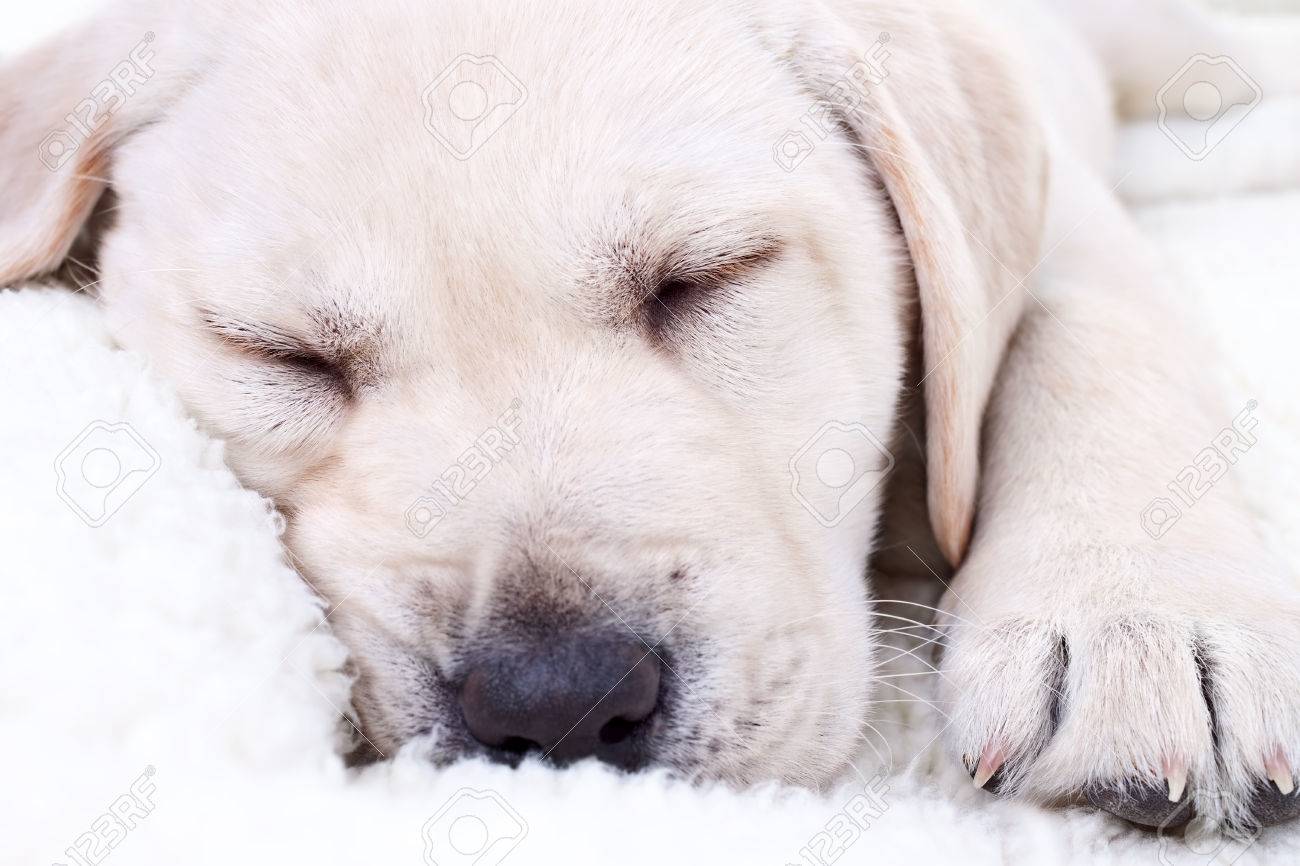 labrador puppy bed