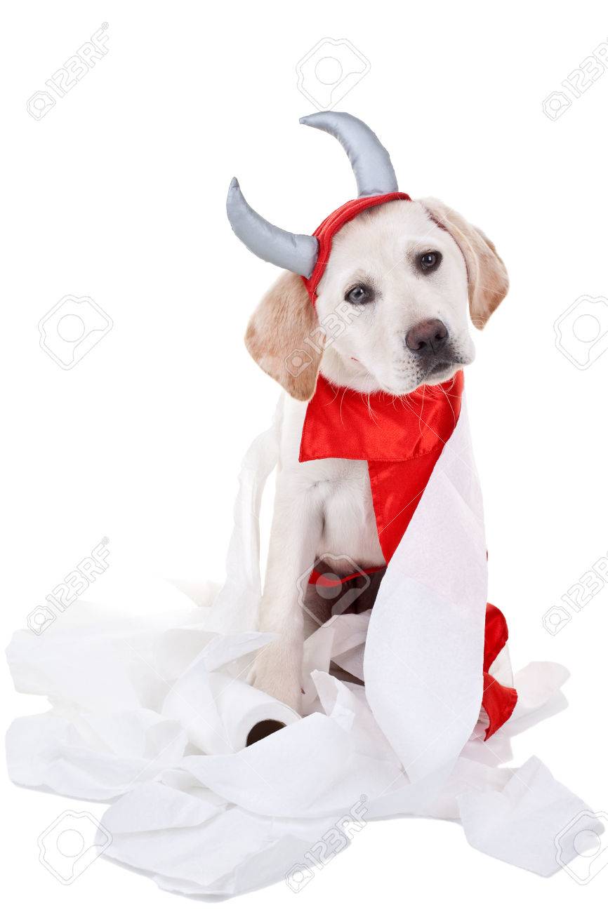 puppy devil costumes
