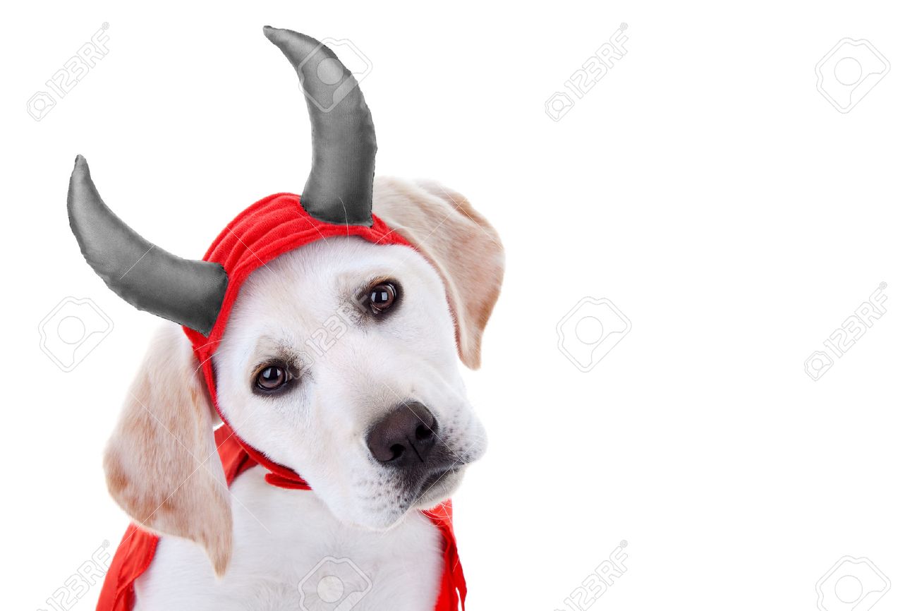 dog in devil costume